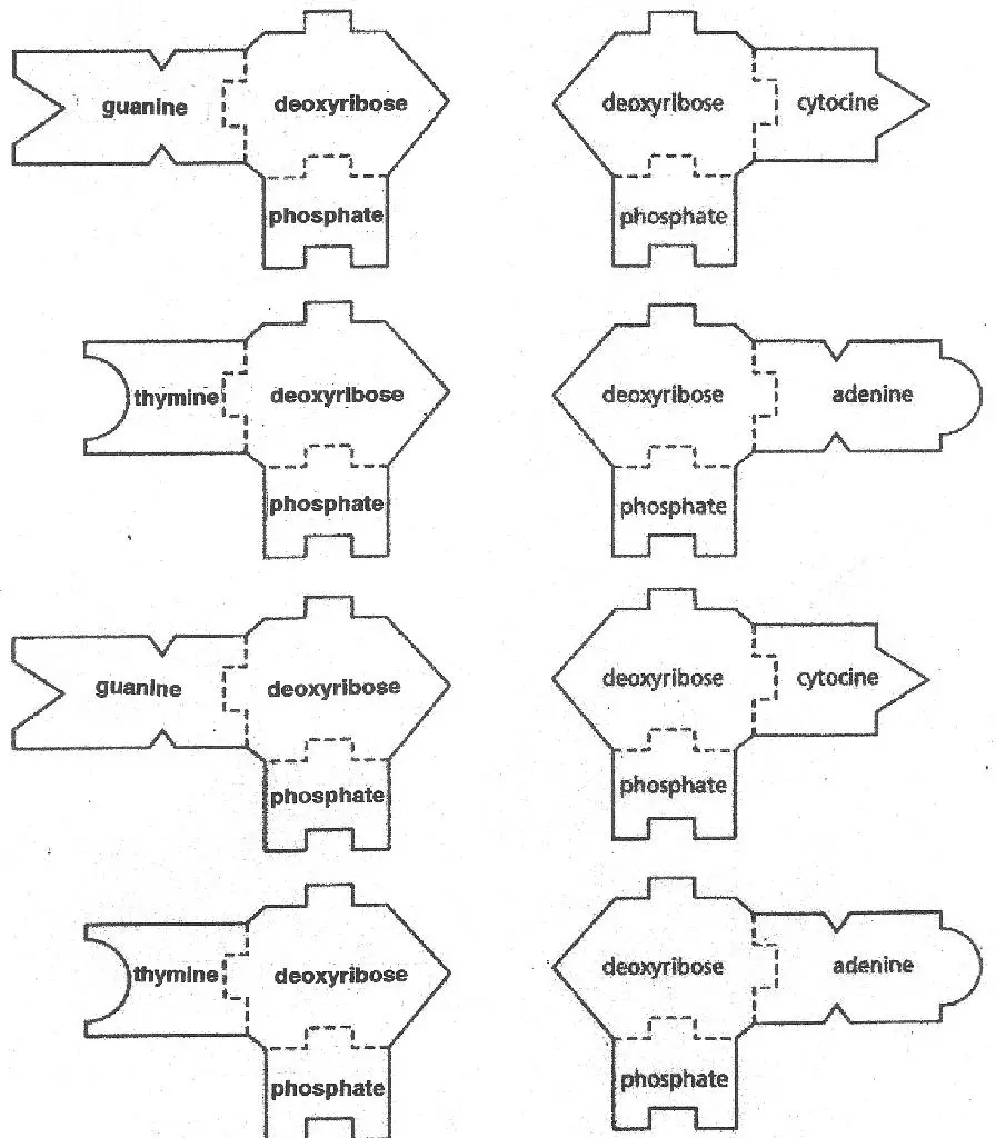 DNA amp RNA Templates Science Classroom Teacher Resources DNA amp RNA Templates Science Classroom Teacher Resources