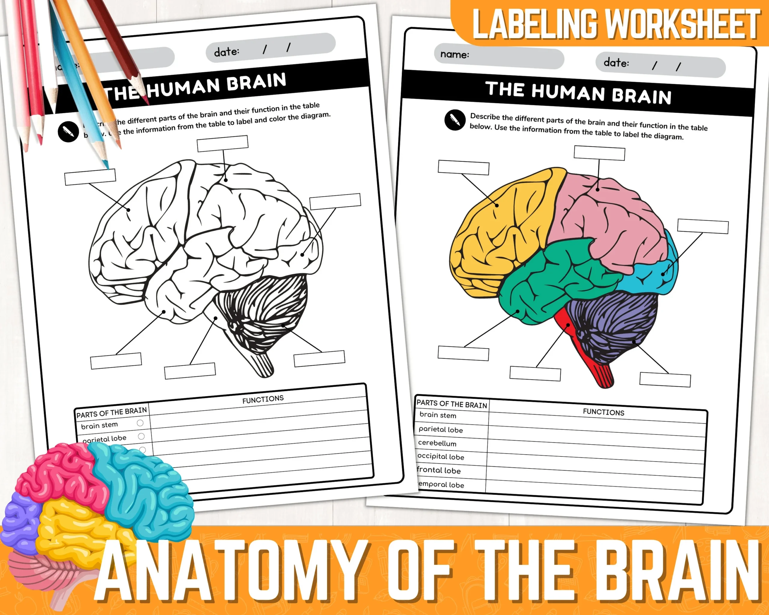 Human Brain Parts Labeling Worksheet Anatomy Of The Brain 