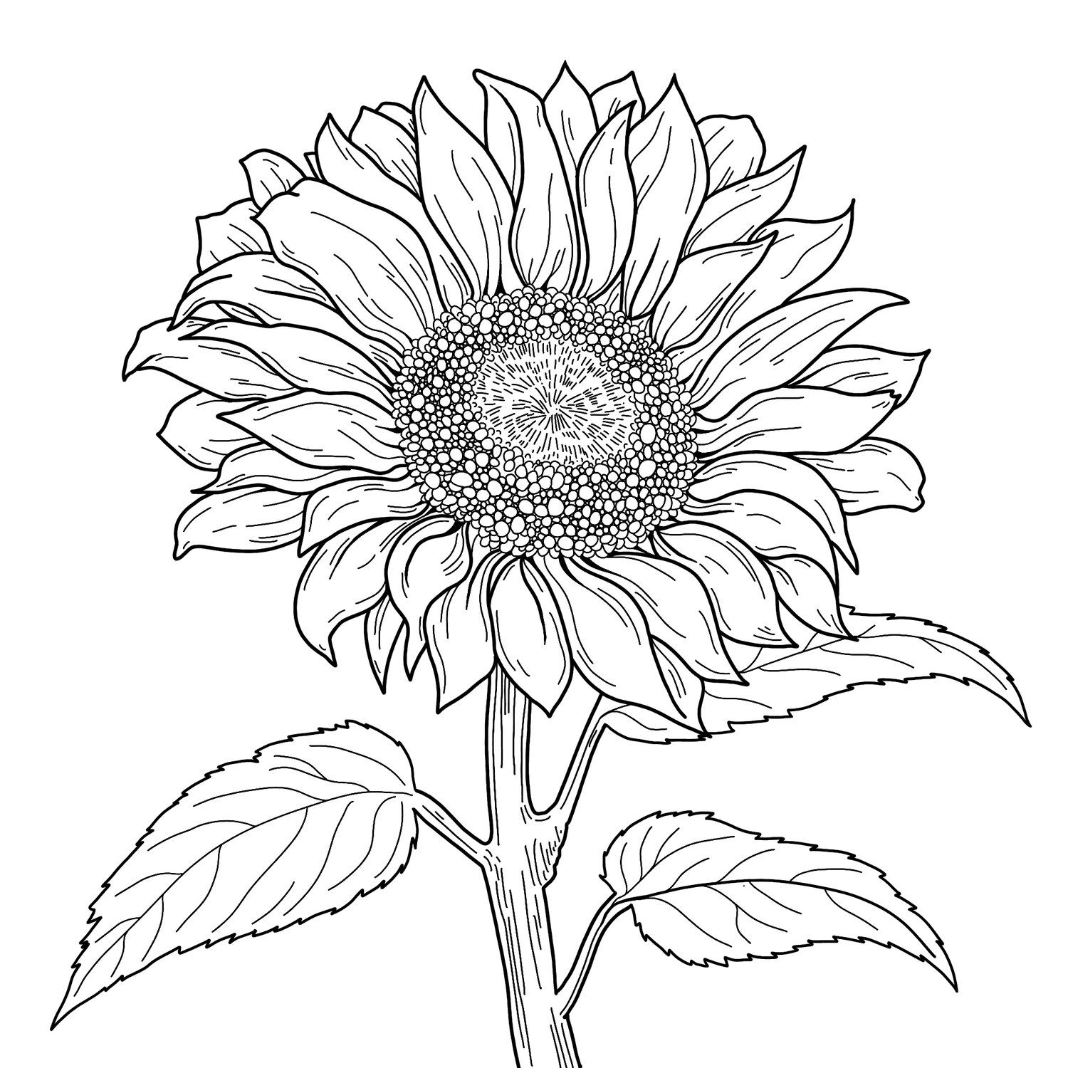 Sunflower Template Wood Burn Corner Sunflower Template Wood Burn Corner